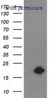 OriGene TA502608BM image 1