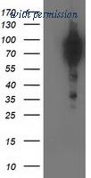 OriGene TA502613AM image 1