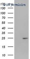 OriGene TA502644AM image 1