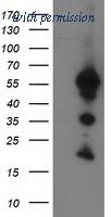 OriGene TA502646AM image 1