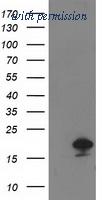 OriGene TA502654AM image 1