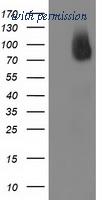 OriGene TA502663BM image 1