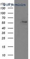 OriGene TA502667AM image 1