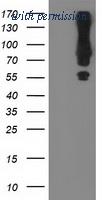 OriGene TA502673BM image 1