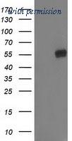 OriGene TA502675AM image 1