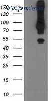 OriGene TA502684AM image 1