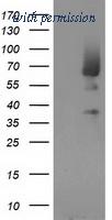 OriGene TA502685AM image 1