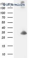 OriGene TA502688AM image 1