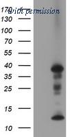 OriGene TA502708BM image 1