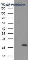 OriGene TA502718AM image 1