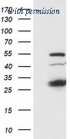 OriGene TA502722AM image 1