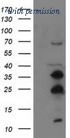 OriGene TA502724AM image 1