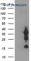 OriGene TA502731BM image 1
