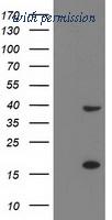 OriGene TA502743BM image 1