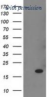 OriGene TA502755AM image 1