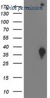 OriGene TA502760BM image 1