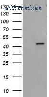 OriGene TA502778BM image 1