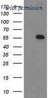 OriGene TA502784AM image 1