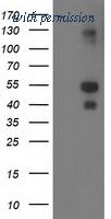 OriGene TA502789AM image 1