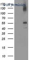 OriGene TA502790AM image 1
