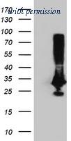 OriGene TA502791AM image 1