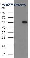 OriGene TA502801BM image 1