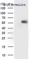 OriGene TA502802BM image 1