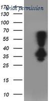 OriGene TA502822AM image 1