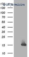 OriGene TA502835AM image 1