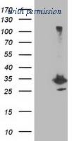 OriGene TA502852AM image 1