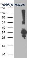 OriGene TA502853AM image 1
