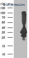 OriGene TA502854AM image 1