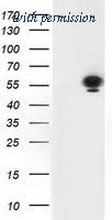 OriGene TA502870BM image 1