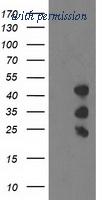 OriGene TA502874BM image 1