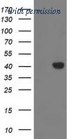 OriGene TA502890AM image 1
