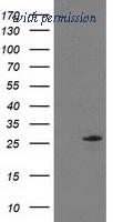 OriGene TA502902BM image 1