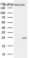 OriGene TA502903AM image 1