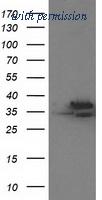 OriGene TA502915AM image 1