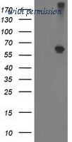 OriGene TA502920AM image 1