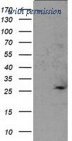 OriGene TA502922AM image 1