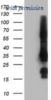 OriGene TA502923AM image 1