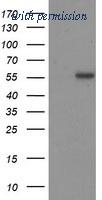 OriGene TA502925AM image 1