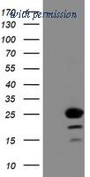 OriGene TA502937AM image 1