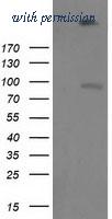 OriGene TA502946BM image 1
