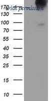 OriGene TA502949BM image 1
