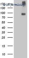 OriGene TA502950AM image 1