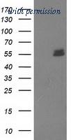 OriGene TA502952BM image 1