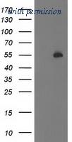 OriGene TA502971BM image 1