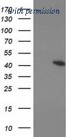 OriGene TA502972AM image 1