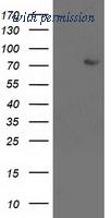 OriGene TA502974AM image 1